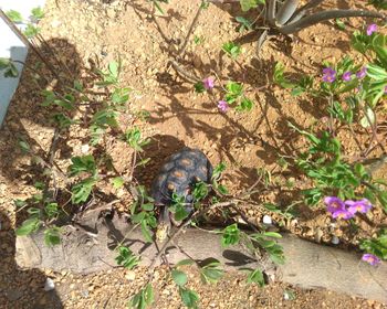 High angle view of lizard on plant