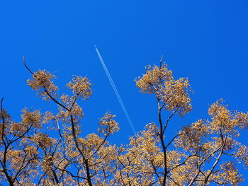 Low angle view of flowering plants against clear blue sky