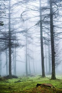 Trees in forest during winter