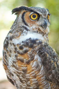 Close-up portrait of a owl