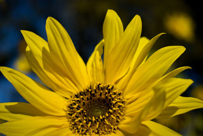 Close-up of yellow sunflower