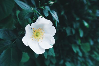 Close-up of white flowers blooming outdoors