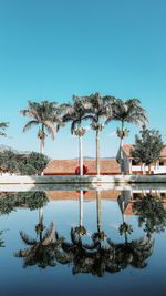 Reflection of palm trees in swimming pool against clear blue sky