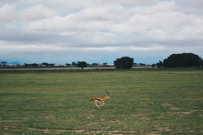 Bird on field against sky