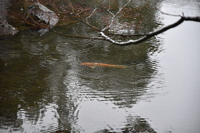 High angle view of duck swimming in lake