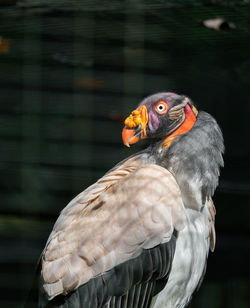 Close-up of eagle