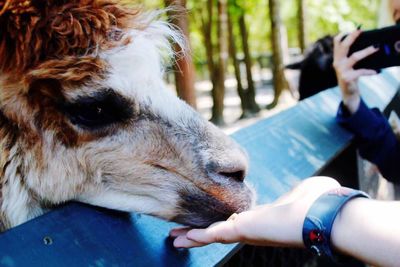 Close-up of hand feeding horse