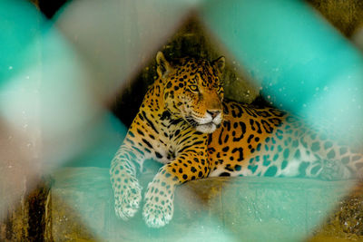 Cat relaxing in a zoo