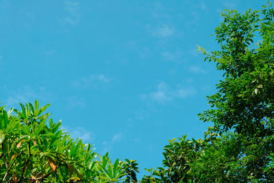 Low angle view of trees against sky