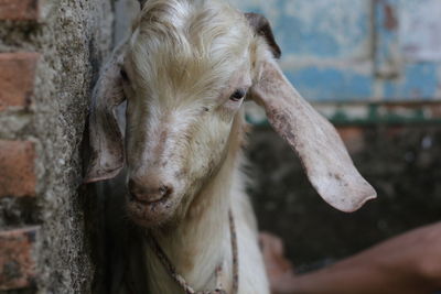 Close-up portrait of goat