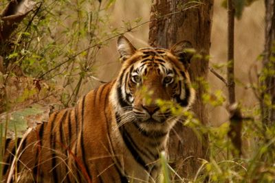 Portrait of a tiger
