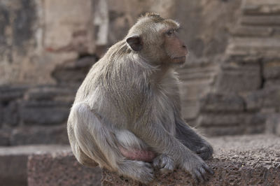 Monkey sitting on wall at historic building