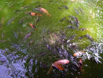 High angle view of koi carps swimming in sea