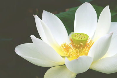 Close-up of white lily