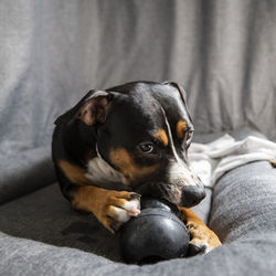 Portrait of dog resting at home