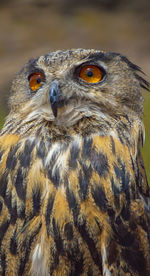 Falcon-bird close up portrait