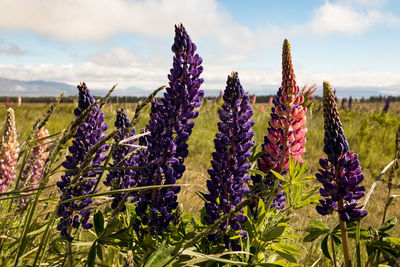 Close-up of purple flowering plants on field against sky