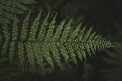 Close-up of fern leaves