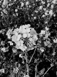 Close-up of flowers blooming outdoors