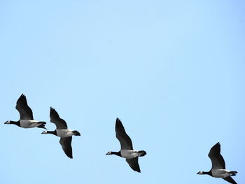 Low angle view of seagulls flying against clear sky