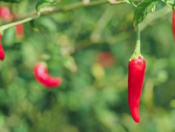 Close-up of red chili peppers growing on plant