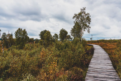 Footpath amidst trees against sky