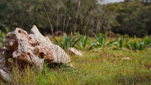 Close-up of plants growing on field