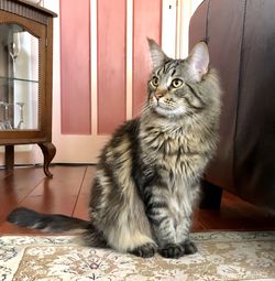 Portrait of a cat looking away