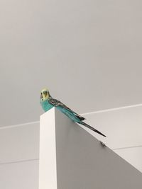 Low angle view of bird perching on wall