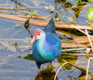 High angle view of bird perching on lake