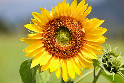 Close-up of sunflower blooming in sunny day