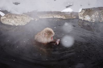 High angle view of monkey sitting in hot spring during winter