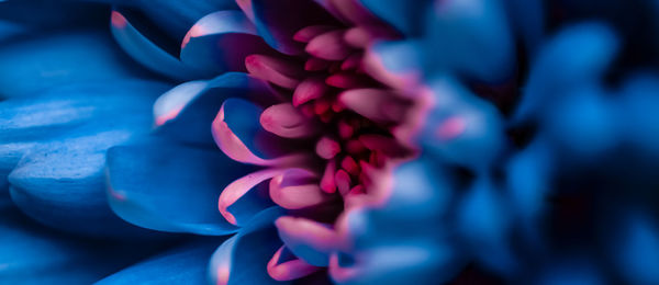 Close-up of pink rose flower