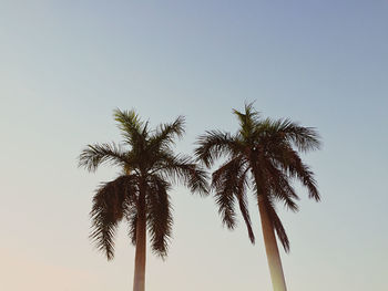 Low angle view of palm trees against clear sky