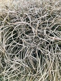 Full frame shot of dry grass
