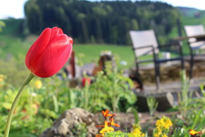 Close-up of red flowers blooming in field