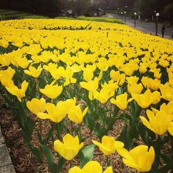 Yellow flowers on field