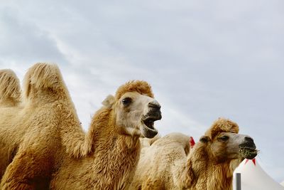 Low angle view of animals against sky