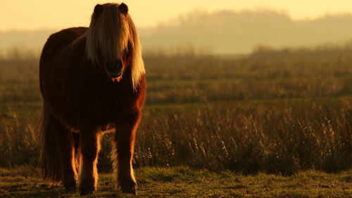 Pony standing on grassy field