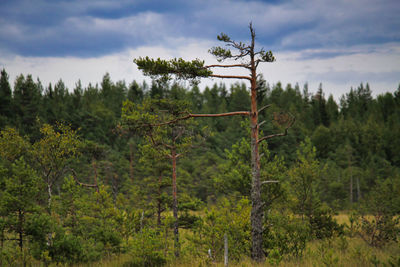 Trees on field against sky