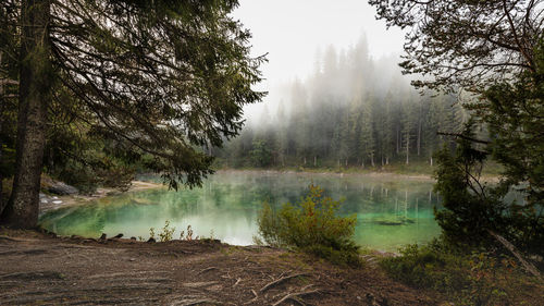 Scenic view of lake in forest