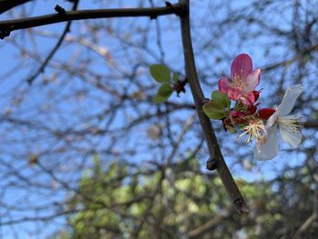 Low angle view of cherry blossoms in spring