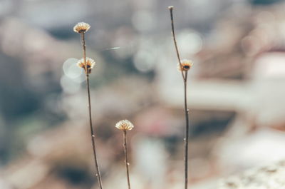 Close-up of wilted flower on field