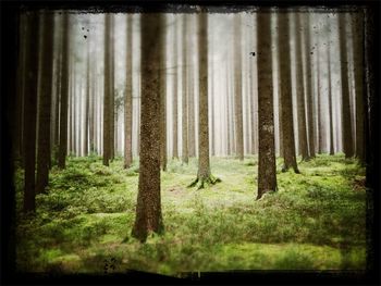 Trees in forest