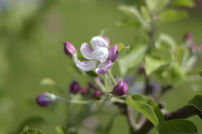 Close-up of pink flowering plant