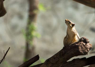 Monkey sitting on tree branch