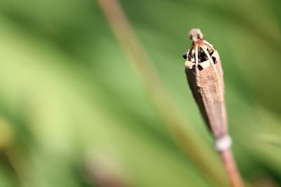 Close-up of insect on leaf