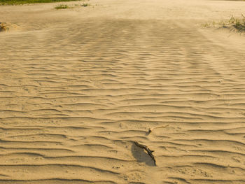 High angle view of footprints on beach