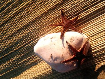 Close-up of crab