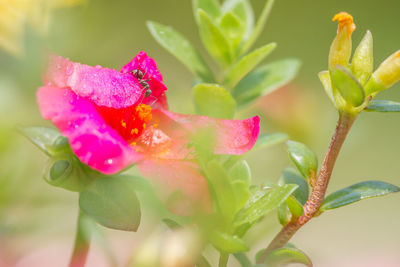 Close-up of pink flowers